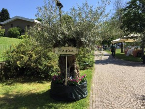4 - InFiorita Ispra 2015