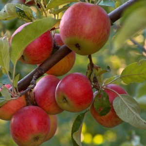 Frutticoltori