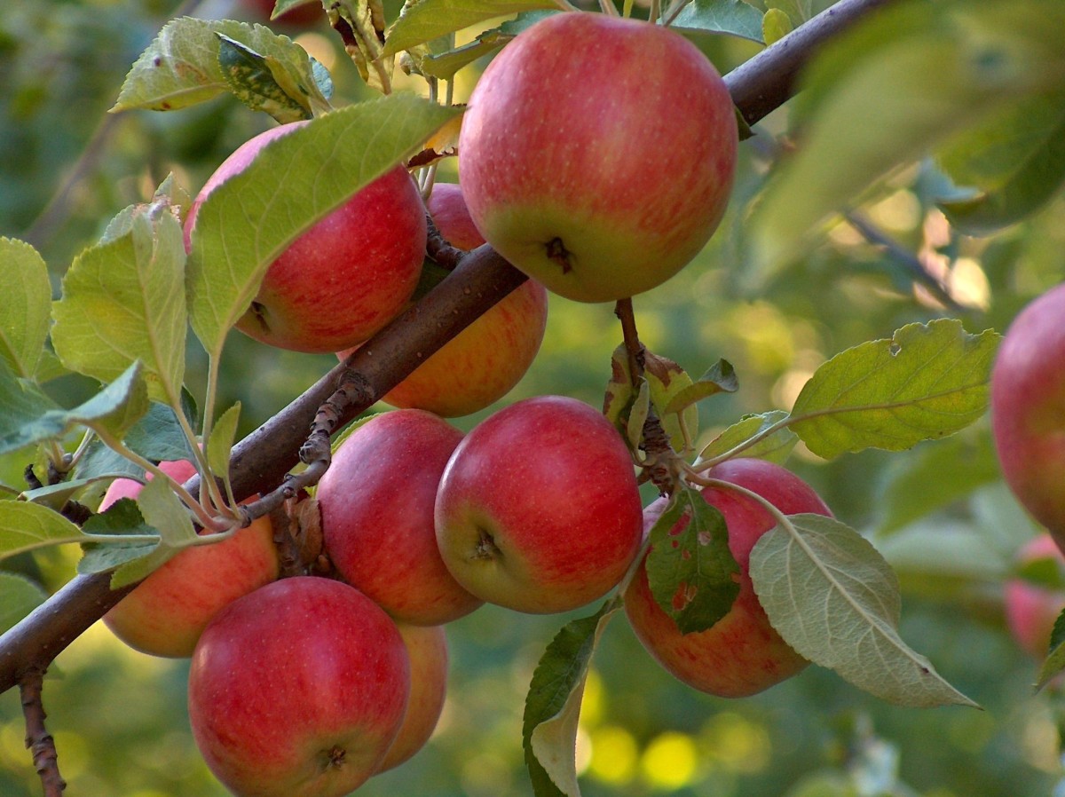 Potatura-alberi-da-frutto_O1